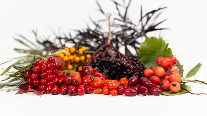 Autumn harvest sea buckthorn, viburnum, elderberry, dogwood, mountain ash, wild rose, goji, hawthorn. Boost immunity.