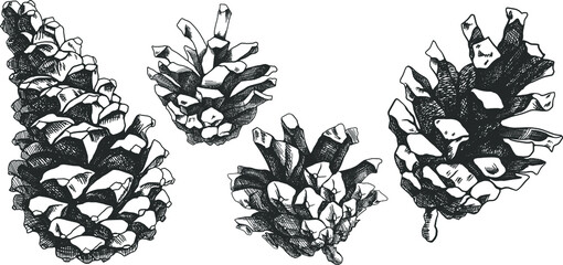 Black and white pine cone  illustration