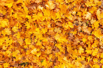 Background of colored golden autumn maple leaves in park. Yellow fall leaf. Flat lay, top view, copy space