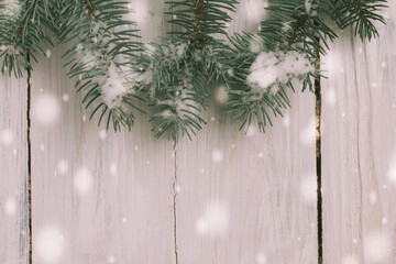 Spruce branches on white boards are covered with snow for Christmas. Christmas background