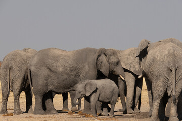A herd of elephants drinking water at a watering hole. A baby elephant or calf is standing in the front.