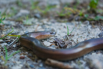 snake on the road in the forest