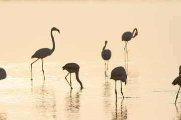 Greater Flamingo Phoenicopterus roseus from Camargue, southern France