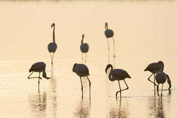 Obraz premium Greater Flamingo Phoenicopterus roseus from Camargue, southern France