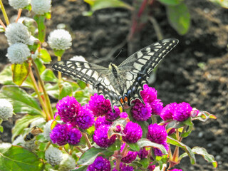 こちらは花よりも食事に夢中の美しい「アゲハチョウ」。これぞホントの花より団子かな？