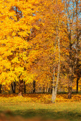 Fototapeta na wymiar beautiful autumn landscape with golden fall foliage in the park