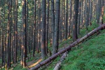 Forest of Spruce Trees illuminated by Sunbeams through Fog, a Carpet of Moss and stones covering the forest floor. Natural relict spruce (Picea abies) forest in the Carpathian Mountains