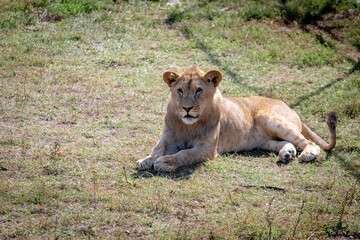Fototapeta na wymiar The lion cub was lying on the ground, not looking at the camera. View from above.