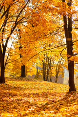 Fototapeta premium Beautiful sunny autumn with golden foliage in the park. Yellow fall leaves