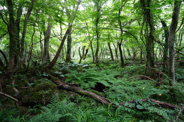 a flourishing spring forest in the sunlight