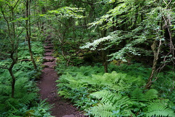 a refreshing spring forest with a path