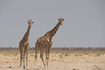 Obraz na płótnie Canvas Two giraffes walking towards the viewer. Location: Etosha National Park, Namibia, Africa
