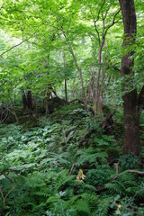 Obraz premium a flourishing spring forest in the sunlight