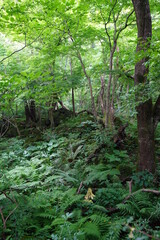 a flourishing spring forest in the sunlight