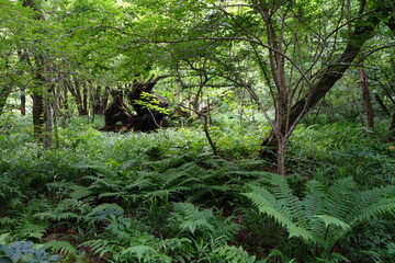 a flourishing spring forest in the sunlight