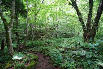 a refreshing spring forest with a path