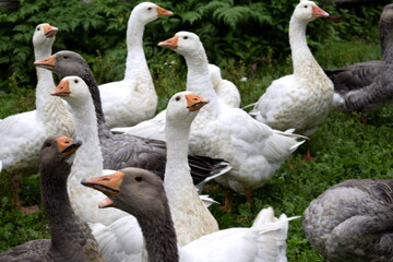 group of geese