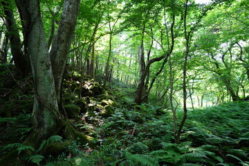a flourishing spring forest in the sunlight