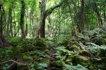 Fototapeta na wymiar a lively dense forest with vines