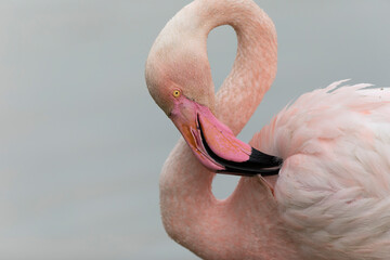 Greater Flamingo Phoenicopterus roseus from Camargue, southern France © denis