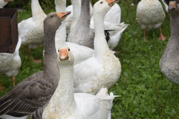 group of geese