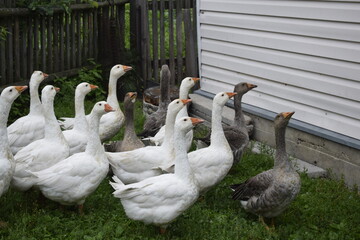 group of geese