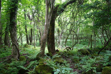 a lively dense forest with vines