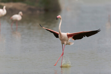 Greater Flamingo Phoenicopterus roseus from Camargue, southern France