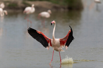 Greater Flamingo Phoenicopterus roseus from Camargue, southern France