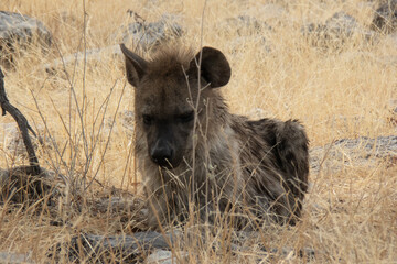 Close up of a spotted hyaena lying between yellow grass at Etosha National Park, Namibia