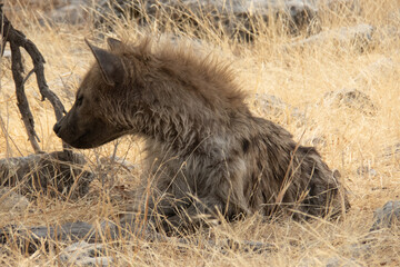 Close up of a spotted hyaena looking sideways between yellow grass at Etosha National Park, Namibia