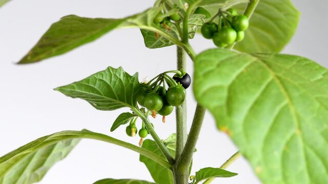 Solanum nigrum, medicinal plant with berries and flowers