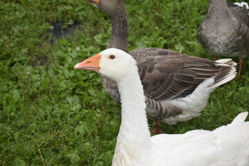 Naklejka na ściany i meble group of geese