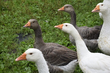 group of geese