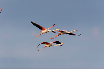 Greater Flamingo Phoenicopterus roseus from Camargue, southern France
