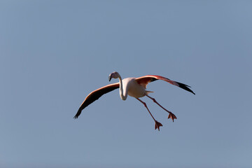 Greater Flamingo Phoenicopterus roseus from Camargue, southern France