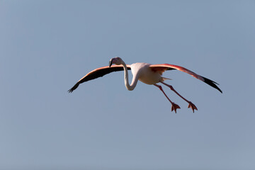 Greater Flamingo Phoenicopterus roseus from Camargue, southern France