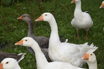 Obraz premium group of geese