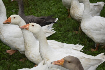 geese in the park