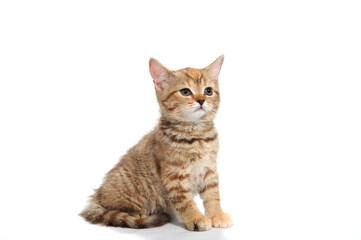 ginger striped purebred cat sitting on white isolated background