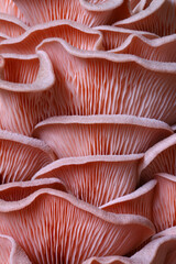 Patterns on the home grown Pink Oyster mushroom 