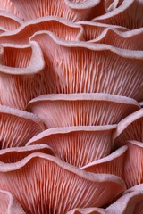 Foto op Canvas Patterns on the home grown Pink Oyster mushroom  © ogdum