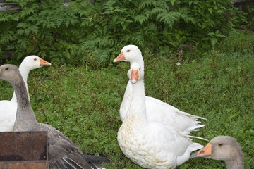 geese on the grass
