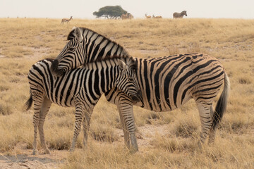 Fototapeta na wymiar Side profile of a Burchells or Plains zebra female and calf with their heads and necks next to each other in the yellow grasslands of Etosha National Park, Namibia, Africa