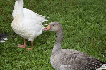 geese on the grass