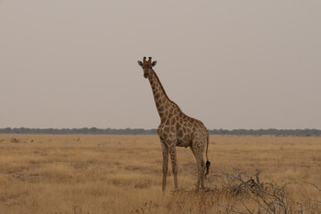 Lone giraffe walking over the grasslands at Etosha National Park, Namibia, Africa