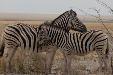 Side profile of a Burchells or Plains zebra female and calf with their heads and necks next to each other , facing the viewer, in the yellow grasslands of Etosha National Park, Namibia, Africa