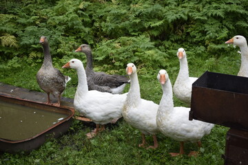 geese on the grass