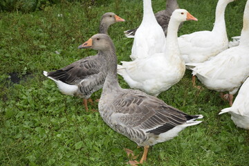geese in the park