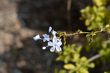 Blue plumbago